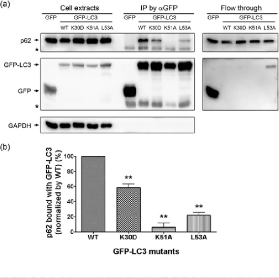 Figure 2.1 Mutations in the ubiquitin core of LC3 attenuate its interaction with  endogenous p62