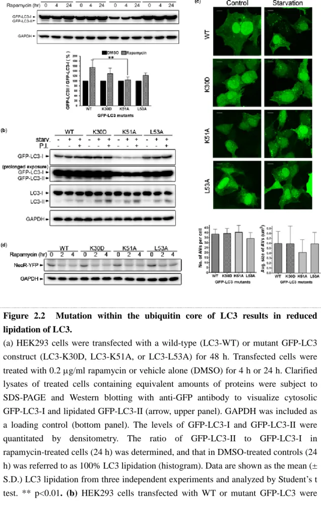 Figure  2.2    Mutation  within  the  ubiquitin  core  of  LC3  results  in  reduced  lipidation of LC3