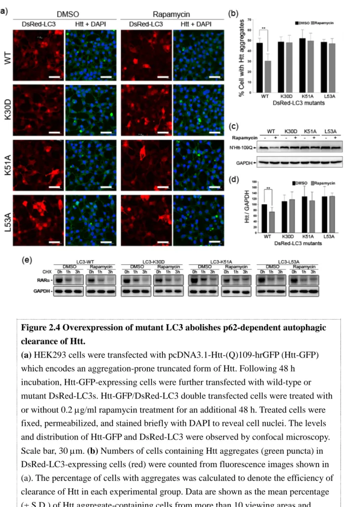 Figure 2.4 Overexpression of mutant LC3 abolishes p62-dependent autophagic  clearance of Htt