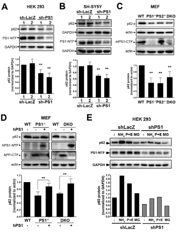Figure 3.1    PS1 deficiency reduces p62 protein levels.   