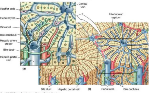 Figure 1. Anatomic structure of liver.   