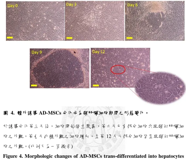 圖  4.  體外誘導 AD-MSCs 分化成為類肝臟細胞期間之形態變化。 