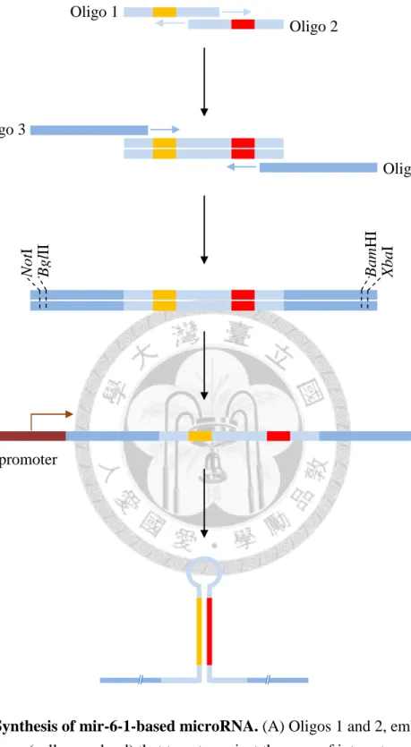 Figure 1. Synthesis of mir-6-1-based microRNA. (A) Oligos 1 and 2, embedded a  22-nt sequence (yellow and red) that targets against the gene of interest, are annealed by  the first-round PCR