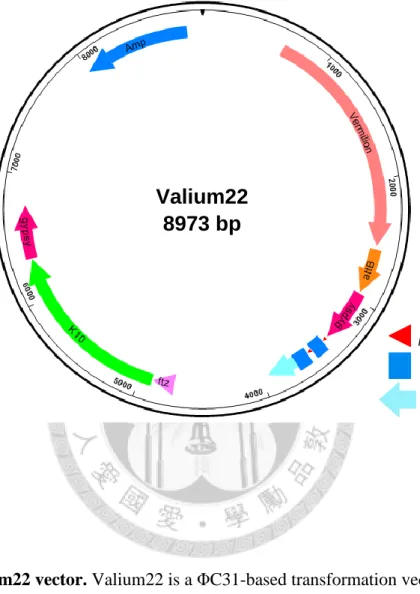 Figure 2. Valium22 vector. Valium22 is a ΦC31-based transformation vector and  specialized for expression in the female germline