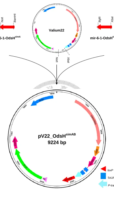 Figure 3. Generation of pV22_OdsH simAB . Two synthetic miRNA templates and the  vector Valium22 were digested with different restriction enzyme pairs: XbaI/BglII,  BamHI/NotI, and XbaI/NotI
