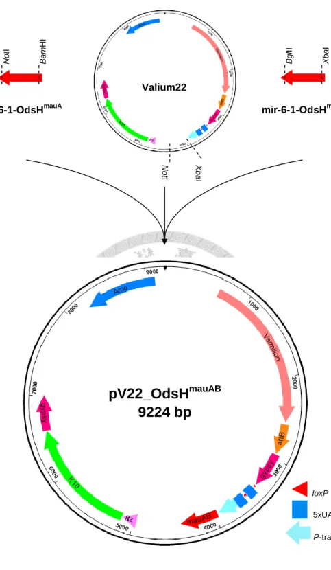 Figure 4. Generation of pV22_OdsH mauAB . Two synthetic miRNA templates and the  vector Valium22 were digested with different restriction enzyme pairs: XbaI/BglII,  BamHI/NotI, and XbaI/NotI