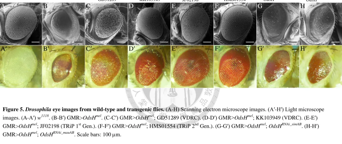 Figure 5. Drosophila eye images from wild-type and transgenic flies. (A-H) Scanning electron microscope images