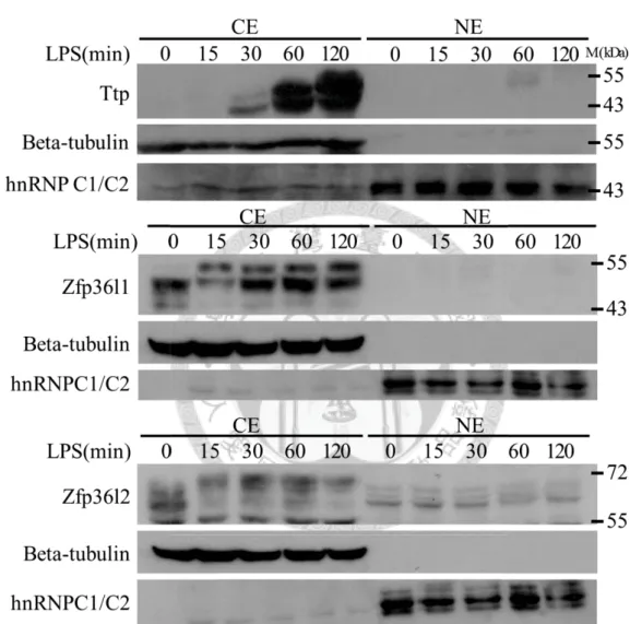 Figure 1. The consistent expression and protein phosphorylation of Zfp36l1 and Zfp36l2 during the period of LPS-stimulation in RAW264.7 cells.