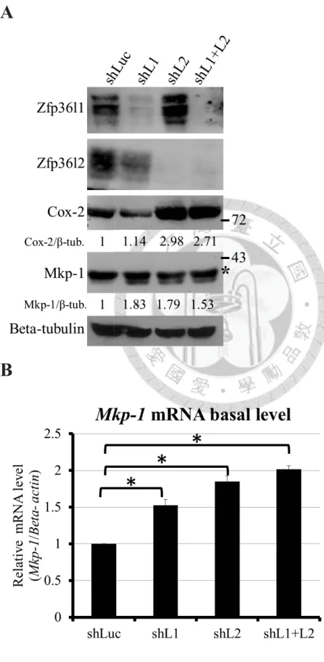 Figure 2. Zfp36l1 and Zfp36l2 destabilize MAPK phosphotase-1 (Mkp-1) and cyclooxygenase-2 (Cox-2) mRNAs in resting RAW264.7 cells.