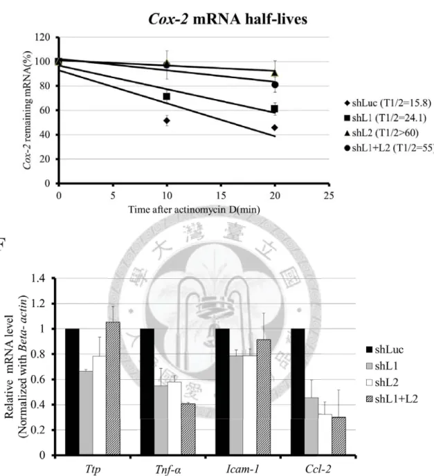 Figure 2. Zfp36l1 and Zfp36l2 destabilize MAPK phosphotase-1 ( Mkp-1) and 