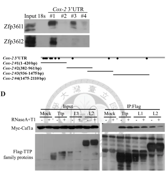 Figure 3. Zfp36l1 and Zfp36l2 down-regulate the Mkp-1 and  Cox-2 3’UTR