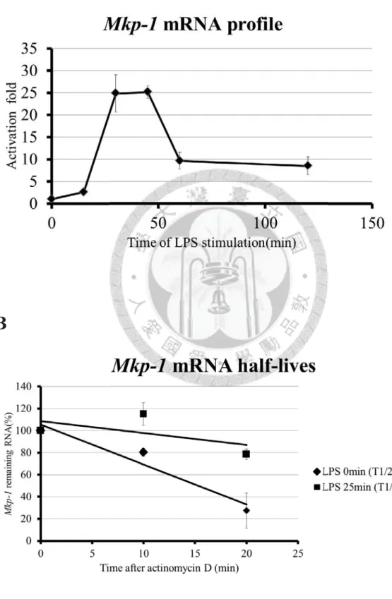 Figure 4. Regulation of Mkp-1 mRNA stability by phosphorylation of Zfp36l1.