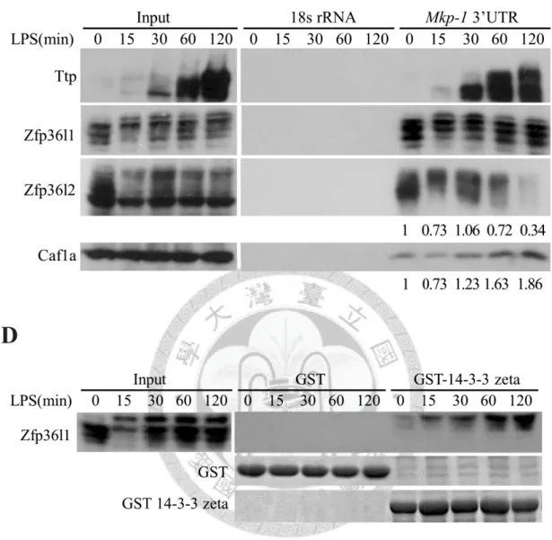 Figure 4. Regulation of  Mkp-1 mRNA stability by phosphorylation of Zfp36l1.