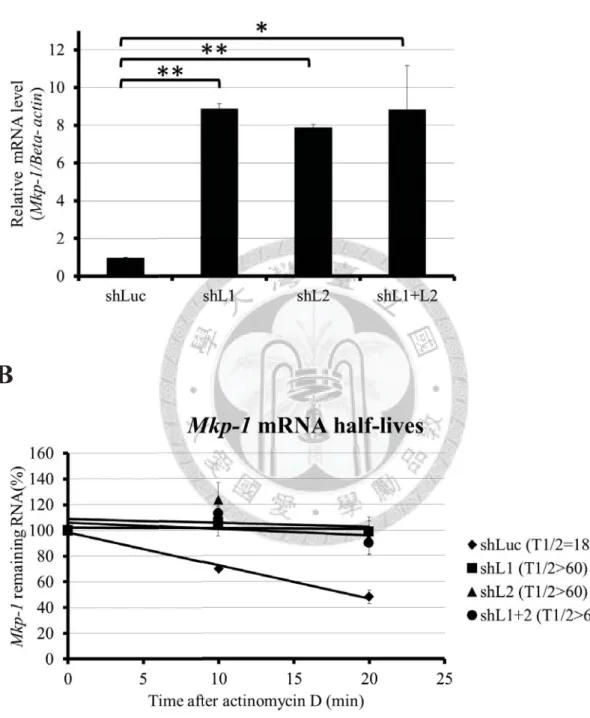 Figure 5. The induction of Mkp-1 mRNA in early LPS-stimulation is post-transcriptionally modulated by Zfp36l1 and Zfp36l2 .