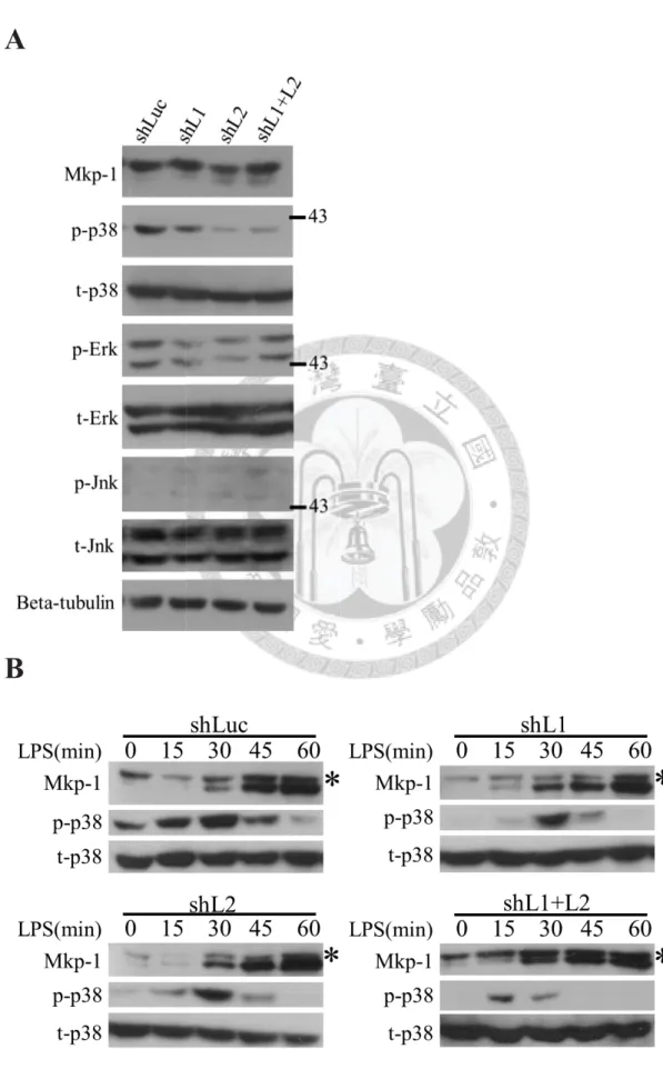 Figure 6. p38 MAPK activity is regulated by Zfp36l1 and Zfp36l2 through Mkp-1.