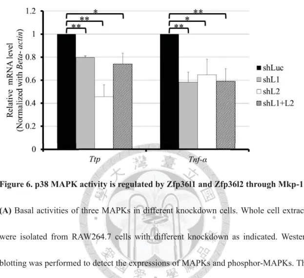 Figure 6. p38 MAPK activity is regulated by Zfp36l1 and Zfp36l2 through Mkp-1.