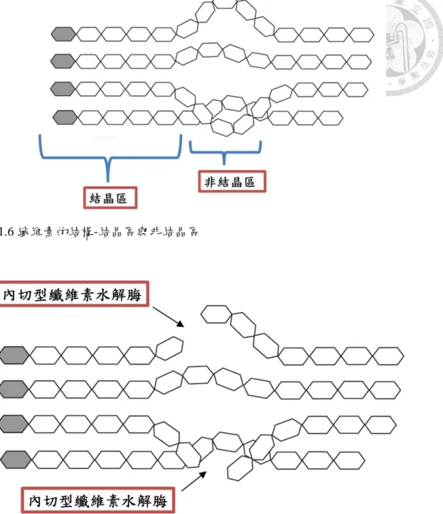 圖 1.6 纖維素的結構-結晶區與非結晶區 