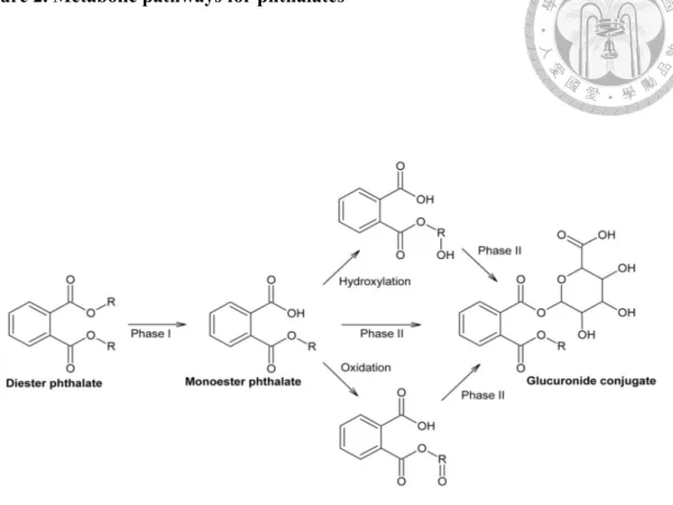 Figure 2. Metabolic pathways for phthalates