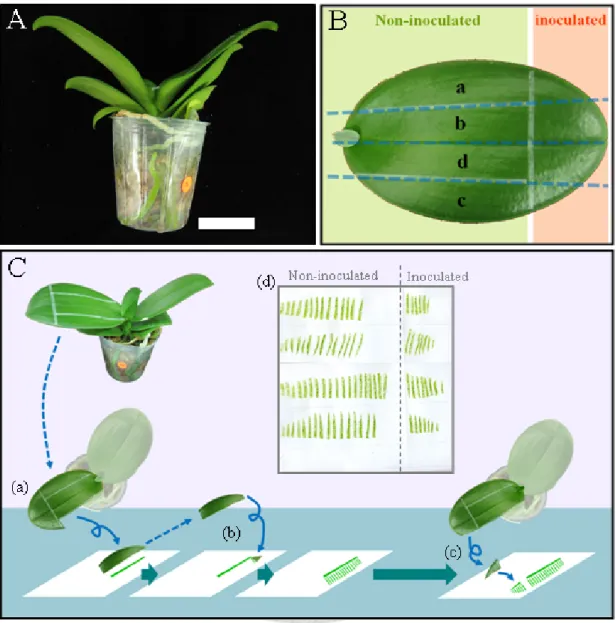 Fig. 1. Diagrams of leaf tip-inoculation and tissue-blotting methods used in the  infection time-course assays