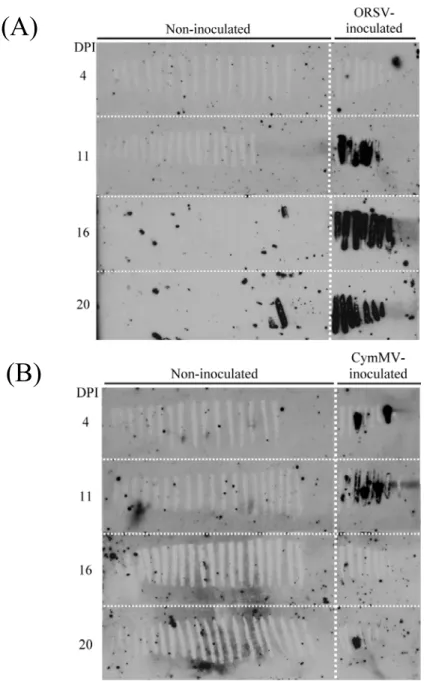 Fig. 4. Time-course detection of virus infection in ORSV or CymMV singly  inoculatedPhalaenopsis