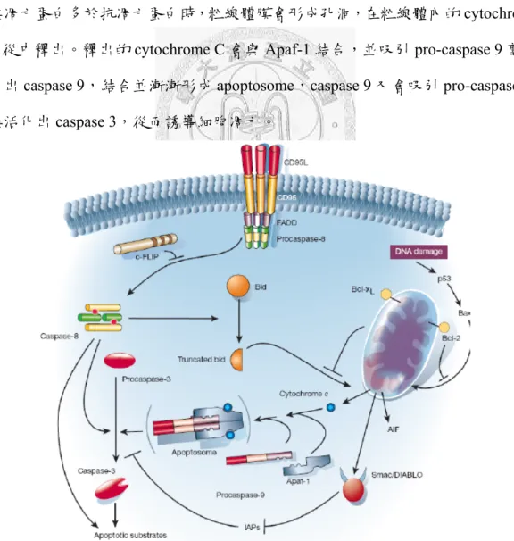 Fig. 1 Two major apoptotic pathways in mammalian cells.   