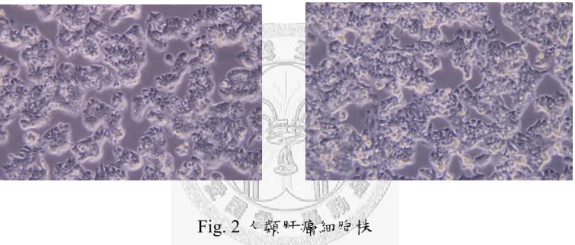Fig. 2 人類肝癌細胞株 