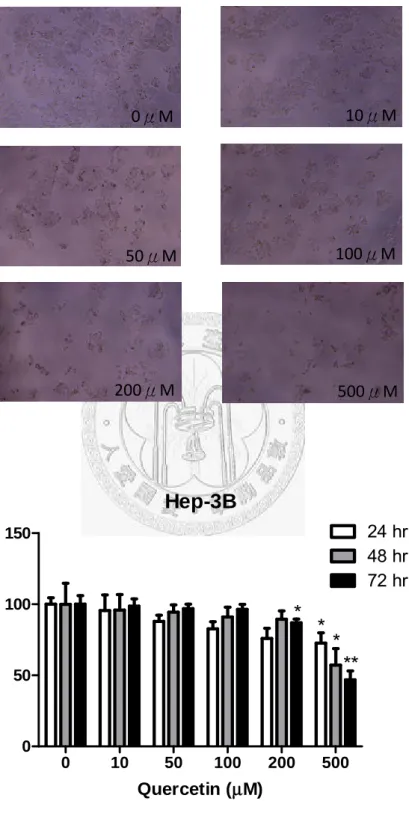 Fig. 9  槲皮素對 Hep 3B 的 Proliferation assay 結果 