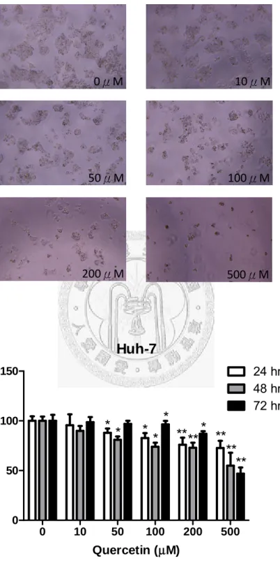 Fig. 10  槲皮素對 Huh 7 的 Proliferation assay 結果 500μM 200μM 