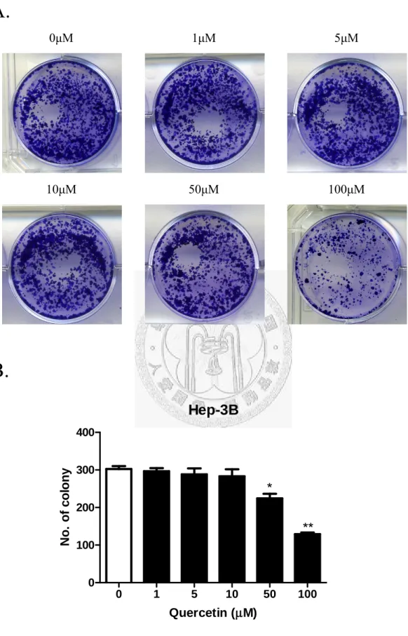 Fig. 11  槲皮素對 Hep 3B 的 Colony formation assay 結果 