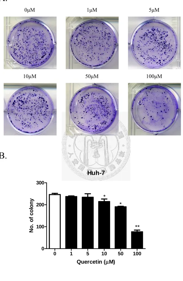 Fig. 12  槲皮素對 Huh 7 的 Colony formation assay 結果 