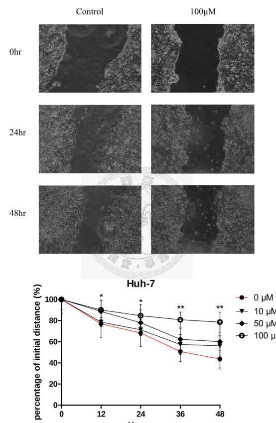 Fig. 14  槲皮素對 Huh 7 的 Wound-healing assay 結果 