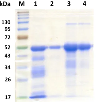 Figure 1. Analysis of recombinat viral proteins by SDS-PAGE.   