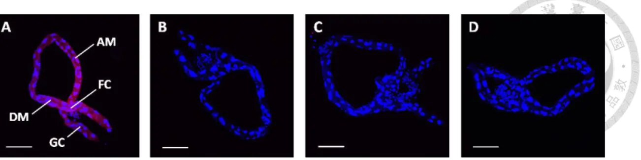 Figure 2. In vivo binding assay.   
