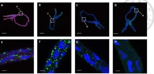 Figure  3.  Recombinant TYLCTHV CP competed with TYLCTHV for the  midgut  binding site in Bemisia tabaci