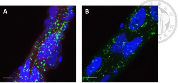 Figure  6.  Recombinant  TYLCTHV  CP  competed  with  ToLCTWV for  the  midgut  binding site in Bemisia tabaci