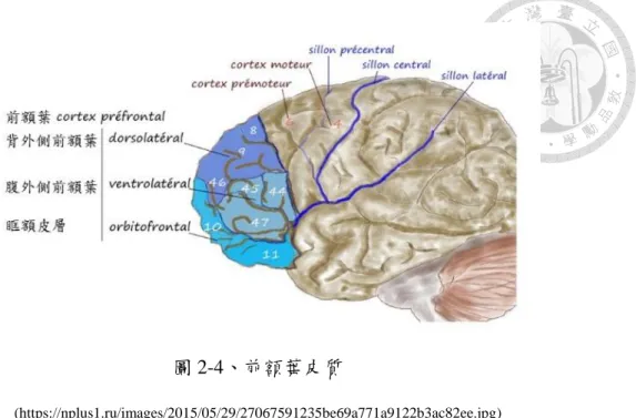 圖 2-4、前額葉皮質 
