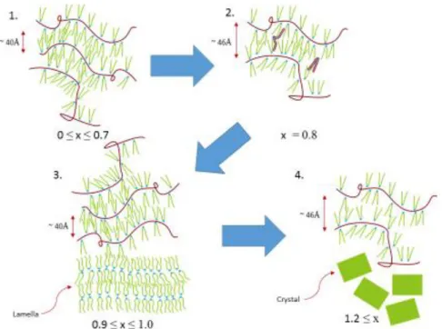 Figure 4.12  The  cartoon  about  sections  of  P4VP(BHBA) x   complex  system  with  different molar ratio x, while purple lines are P4VP backbone, blue circles are head group  of BHBA, green lines are tails of BHBA and green slabs are crystals of BHBA