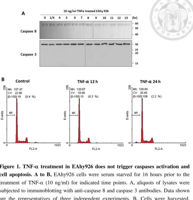 Figure 1. TNF-D D treatment in EAhy926 does not trigger caspases activation and  cell apoptosis