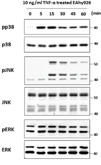 Figure 2. Mitogen-activated kinases (MAPKs) were transiently activated in  endothelial EAhy926 cells stimulated with TNF-D D
