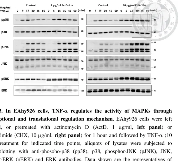 Figure 3. In EAhy926 cells, TNF-D D regulates the activity of MAPKs through  transcriptional and translational regulation mechanism