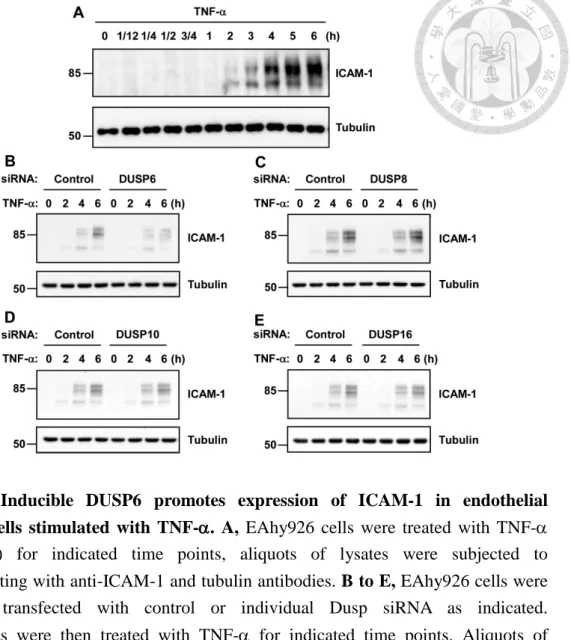 Figure 6. Inducible DUSP6 promotes expression of ICAM-1 in endothelial  EAhy926 cells stimulated with TNF-D D