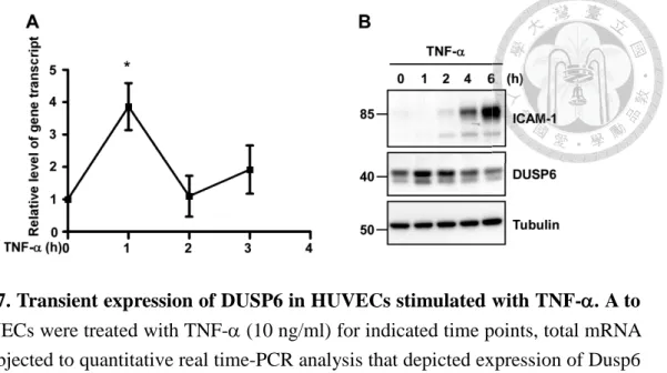 Figure 7. Transient expression of DUSP6 in HUVECs stimulated with TNF-D D. A  to  B, HUVECs were treated with TNF-D (10 ng/ml) for indicated time points, total mRNA  were subjected to quantitative real time-PCR analysis that depicted expression of Dusp6  g