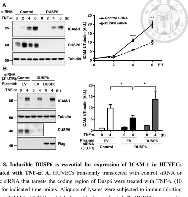 Figure 8. Inducible DUSP6 is essential for expression of ICAM-1 in HUVECs  stimulated with TNF-D D