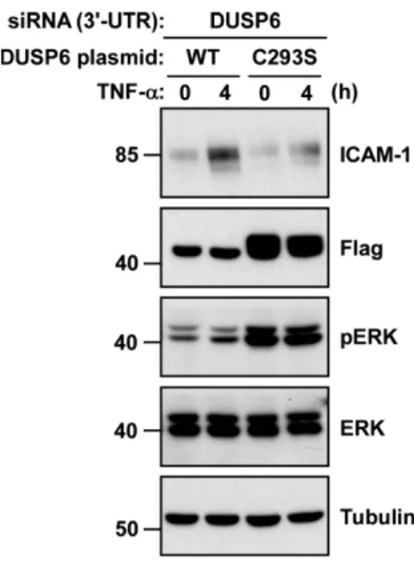 Figure 9. The catalytic activity of DUSP6 is required for inducible ICAM-1 expression in HUVECs stimulated with TNF-D D