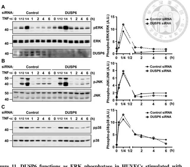 Figure 11. DUSP6 functions as ERK phosphatase in HUVECs stimulated with  TNF-D D. A to C, HUVECs transiently transfected with control siRNA or specific siRNA  targeting Dusp6 were treated with TNF-D (10 ng/ml) for indicated time points