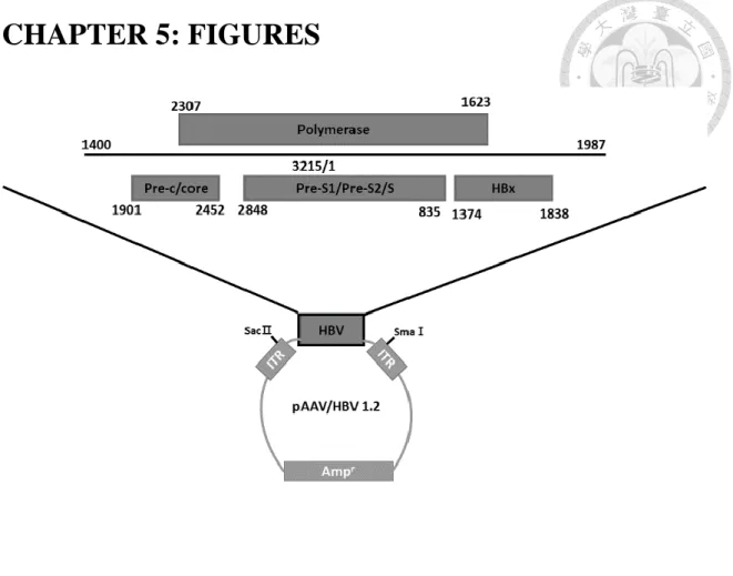 Figure 1. Map of HBV construct   