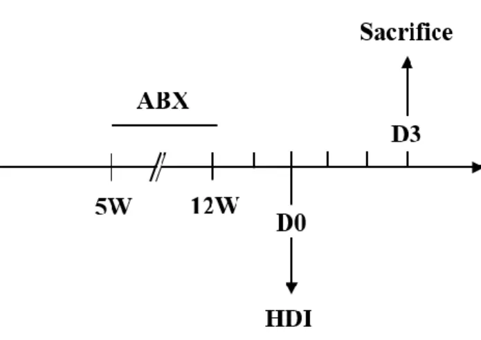 Figure 7. Flowchart of antibiotic experimen t 