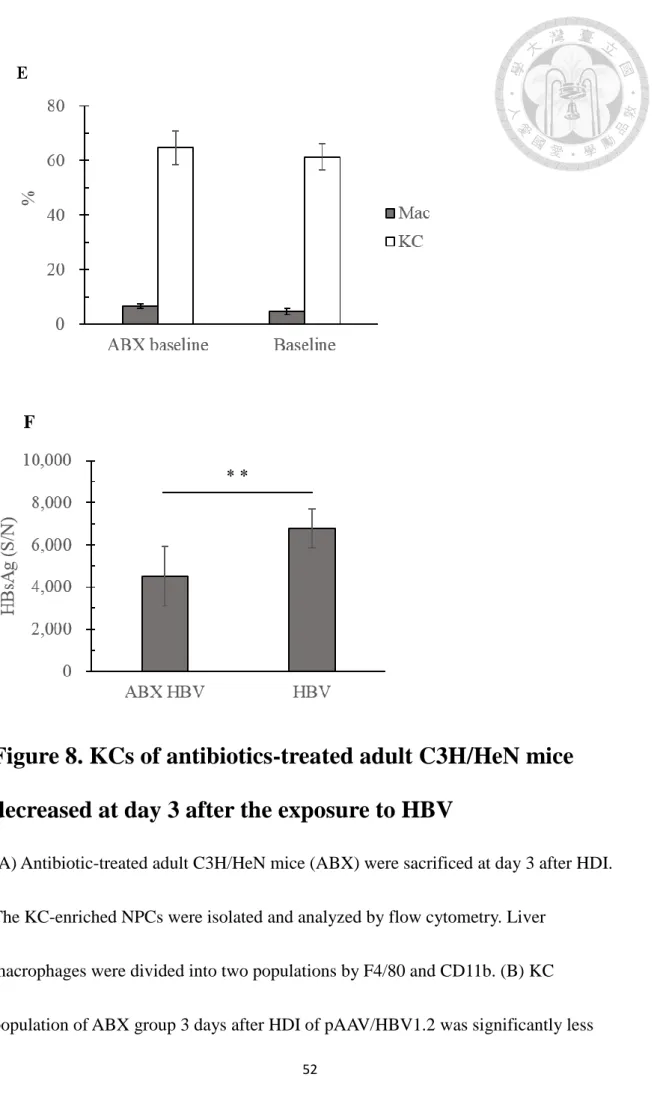 Figure 8. KCs of antibiotics-treated adult C3H/HeN mice  decreased at day 3 after the exposure to HBV      