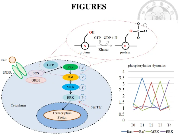 Figure 1 Dynamic signaling represents what conditions the cell had undergone. 