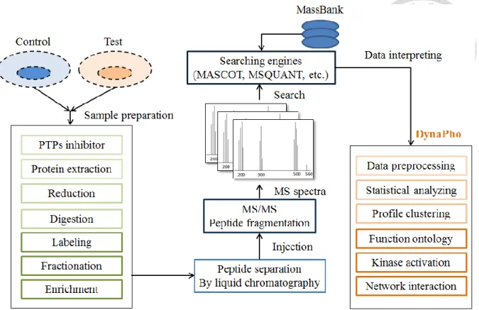 Figure 2 DynaPho interprets biological information on the downstream of analyzing. 